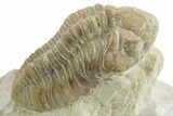 Kainops Trilobite - Black Cat Mountain, Oklahoma #376955-3